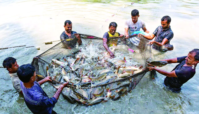 Aqua Feed Business