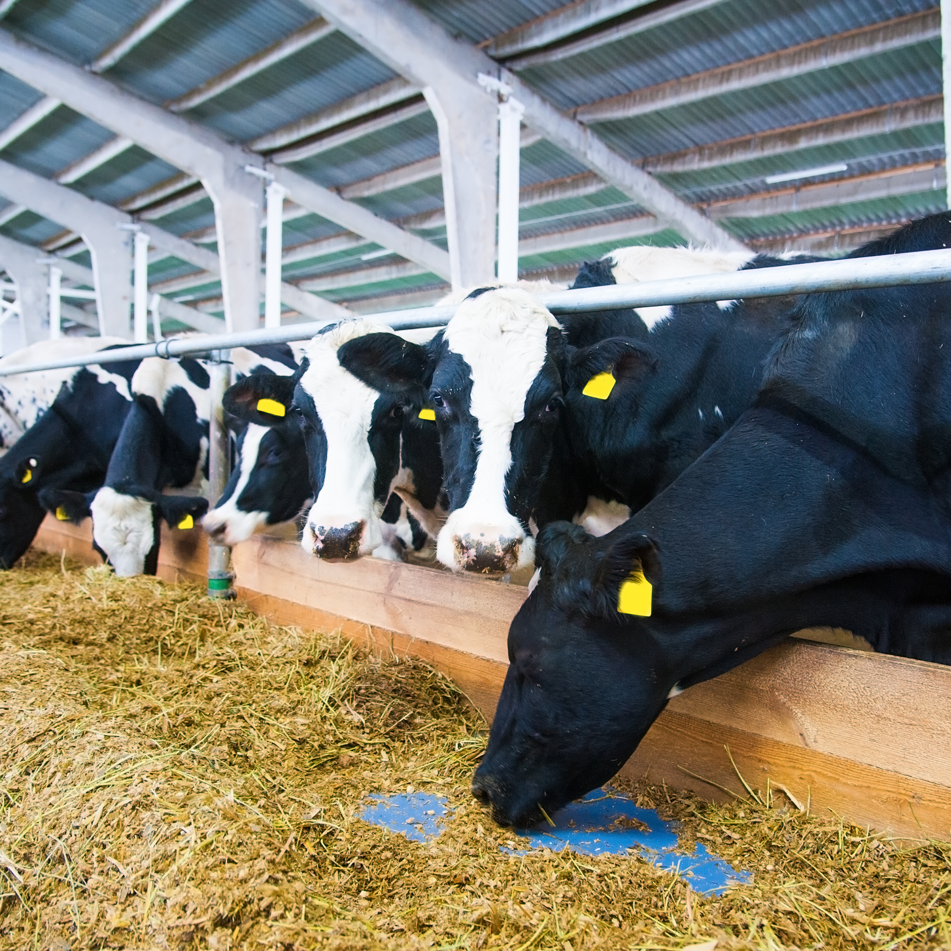 Cattle