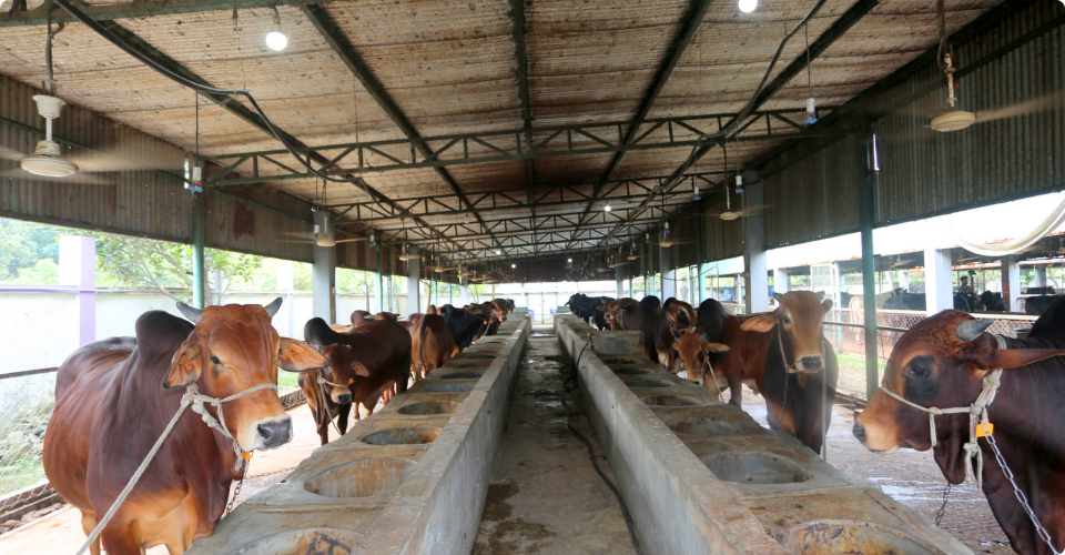 Animal Feed Business
