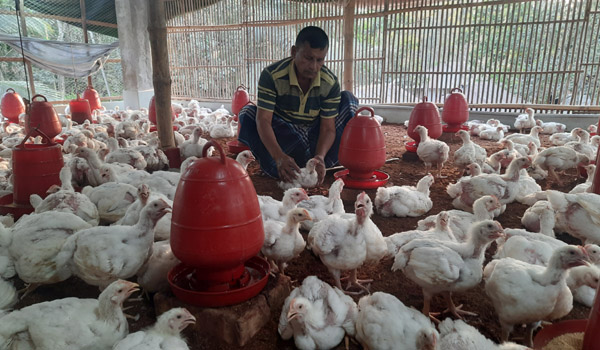 Poultry Feed Business