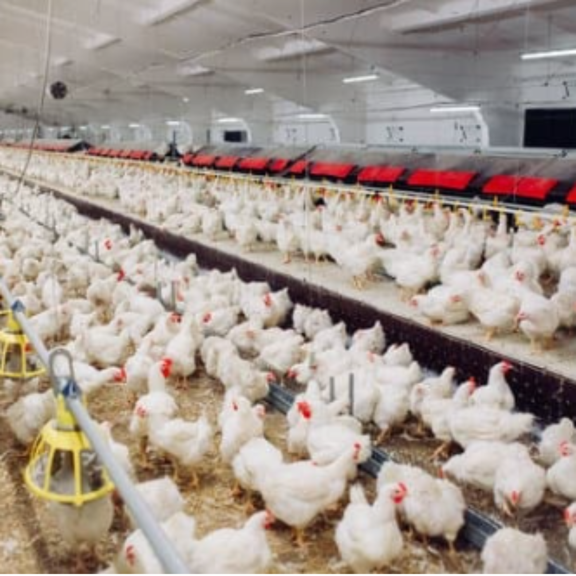 Poultry